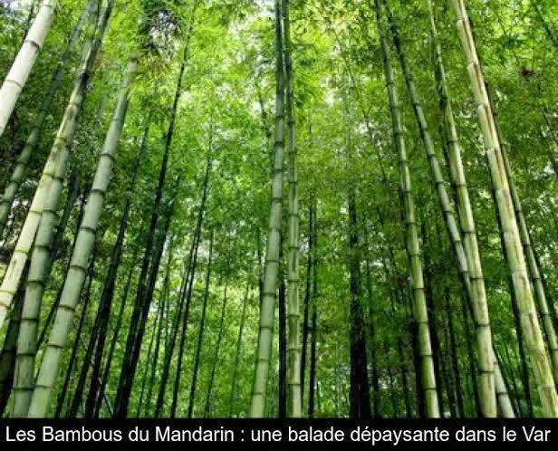 Les Bambous du Mandarin