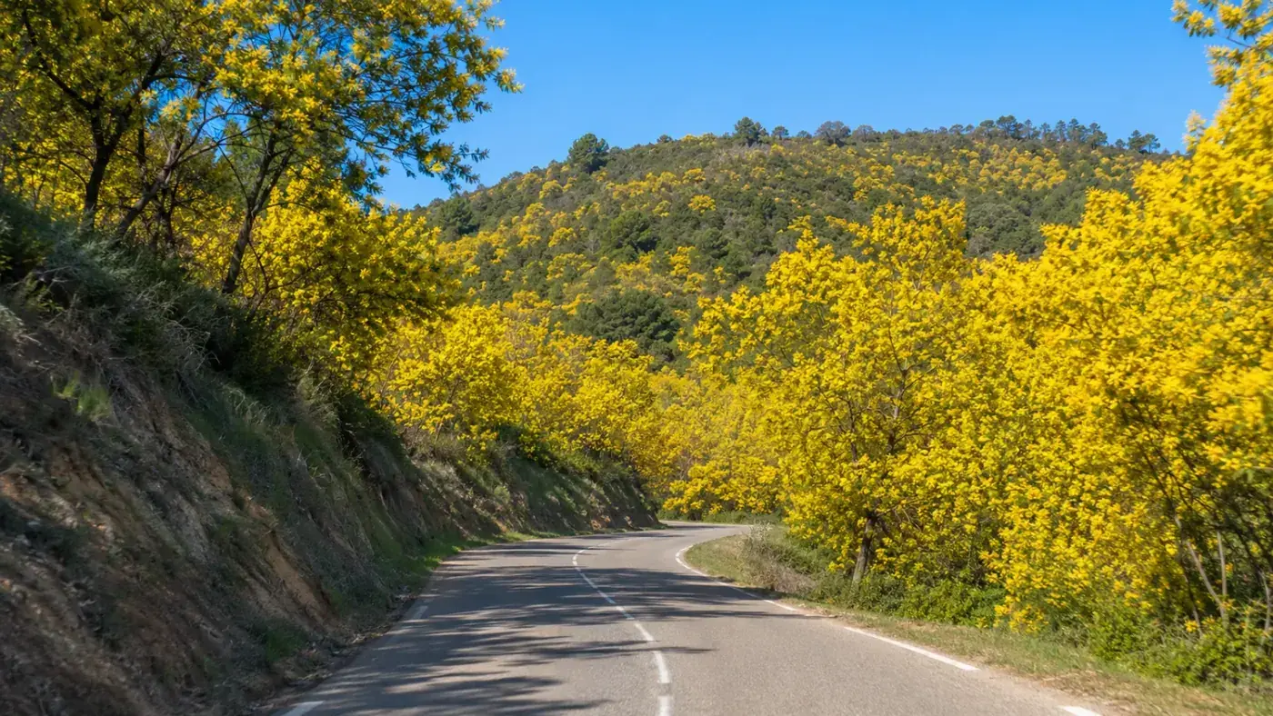 Route du Mimosa